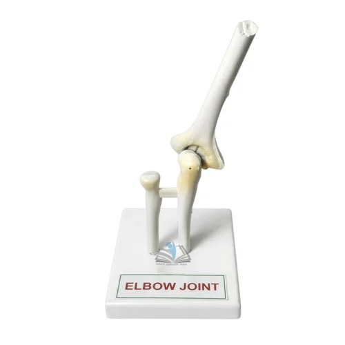 Elbow Joint Model